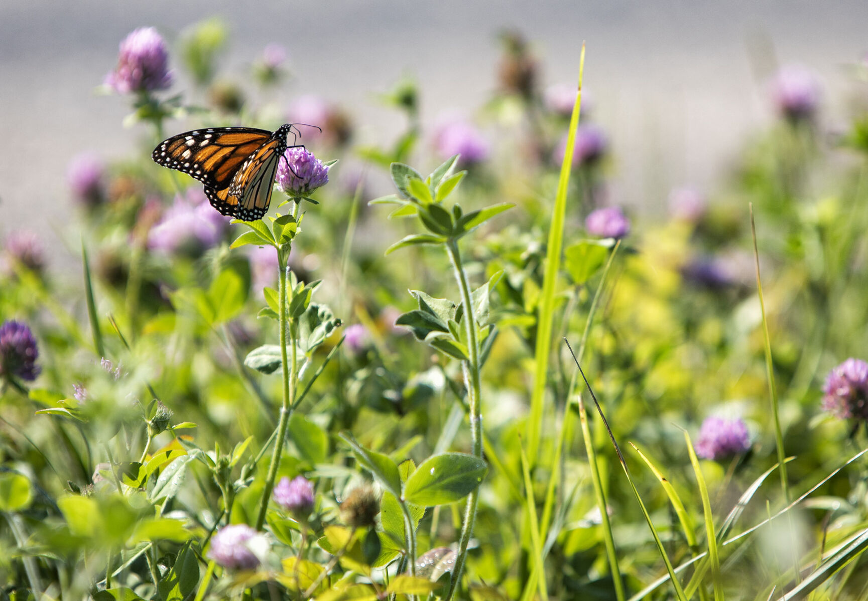 POLLINATION PERCH